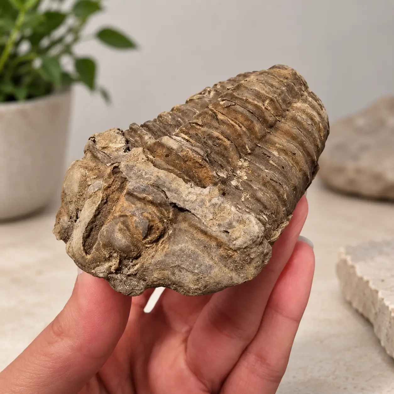 Trilobita fosszília