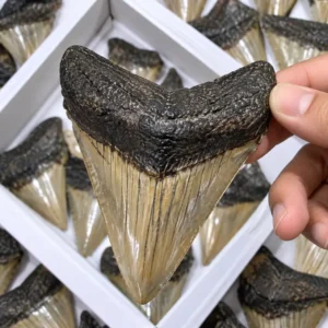 Natural Megalodon Shark Tooth Fossil, Prehistoric Marine Fossil Specimen for Collectors