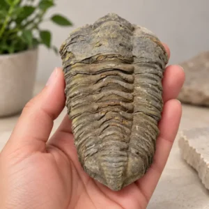 Natural Trilobite Fossil from Morocco, Devonian Period, 50 mm, Prehistoric Marine Fossil 3