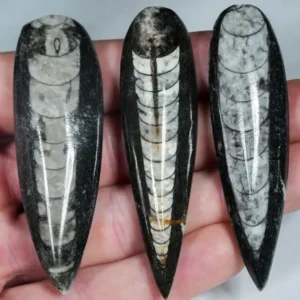 Orthoceras Fossil from Morocco